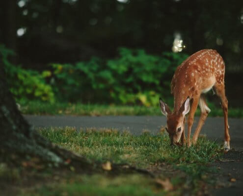 Auto Insurance Coverage Dallas, TX