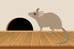 How to prevent rodent damage in your Dallas, Texas home