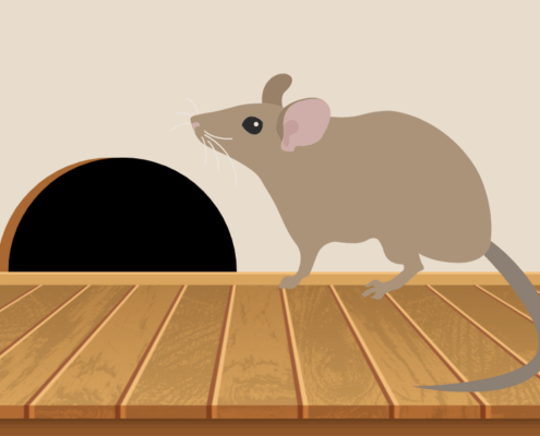 How to prevent rodent damage in your Dallas, Texas home